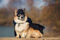 Portrait dog a Corgi in a superhero costume and mask sits outside on a Sunny day