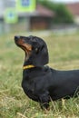 Portrait Of A Dog Dachshund Black Tan On Grass