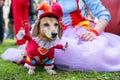 Portrait dog of the Dachshund breed in costume colorful clown and buffoon in the park at a parade festival dachshund in St.