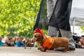 Portrait dog of the Dachshund breed dressed in costume old lady, orange jacket and hat in the park at a parade festival dachshund Royalty Free Stock Photo