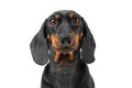 portrait of dog dachshund, eyes looking curiously. puppy on a white background