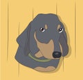 Portrait of a dog dachshund, look down