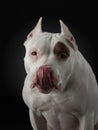 Portrait of a dog on a dark background. American pit bull terrier. Beautiful pet on black Royalty Free Stock Photo