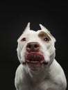 Portrait of a dog on a dark background. American pit bull terrier. Beautiful pet on black Royalty Free Stock Photo