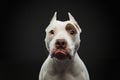 Portrait of a dog on a dark background. American pit bull terrier. Beautiful pet on black Royalty Free Stock Photo