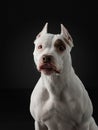 Portrait of a dog on a dark background. American pit bull terrier. Beautiful pet on black Royalty Free Stock Photo