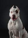 Portrait of a dog on a dark background. American pit bull terrier. Beautiful pet on black Royalty Free Stock Photo