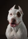 Portrait of a dog on a dark background. American pit bull terrier. Beautiful pet on black Royalty Free Stock Photo