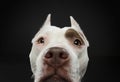 Portrait of a dog on a dark background. American pit bull terrier. Beautiful pet on black Royalty Free Stock Photo