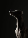 Portrait of a dog on a dark background. Funny whippet in the studio. Beautiful light Royalty Free Stock Photo