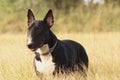 Portrait of a dog - English Bull Terrier black and brindle with white male Royalty Free Stock Photo