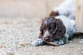 Portrait of dog English Cocker Spaniel puppy Royalty Free Stock Photo