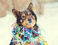 Portrait of dog entangled in colorful streamer