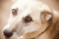 Portrait of a dog. Expressive white dog eyes. Sad look of a lovely dog Royalty Free Stock Photo