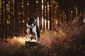 The border collie staying on the stump. Portrait of the dog in forest