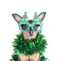 Portrait of the Dog in funny New Year`s glasses isolated on white, Christmas theme, New Year