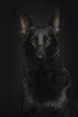 Portrait of a dog, German Shepherd black color