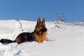 Portrait of a dog German Shepherd in the snow Royalty Free Stock Photo