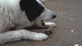 Portrait of a dog gnawing a beef bone
