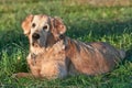 Portrait dog - golden retriever Royalty Free Stock Photo