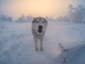 Portrait of a dog in the harsh north. Severe frost, foggy cold morning