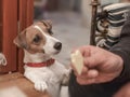 Portrait of a dog Jack Russell Terrier asking its eating owner a piece of cheese Royalty Free Stock Photo