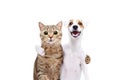 Portrait of a dog Jack Russell Terrier and cat Scottish Straight hugging each other Royalty Free Stock Photo