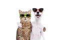 Portrait of a dog Jack Russell Terrier and cat Scottish Straight in sunglasses hugging each other