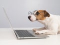 Portrait of dog jack russell terrier in glasses at work on a laptop.