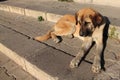 Portrait of dog kangal in sunrise