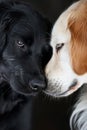 portrait of a dog kissing. Selective focus. Royalty Free Stock Photo