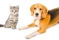 Portrait dog and kitten Royalty Free Stock Photo