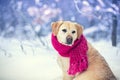 Portrait of a dog with knitted scarf tied around the neck walkin Royalty Free Stock Photo