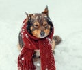 Dog with knitted scarf tied around the neck Royalty Free Stock Photo