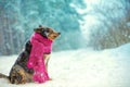 Portrait of a dog with knitted scarf tied around the neck Royalty Free Stock Photo