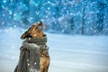 Dog with a knitted scarf tied around the neck Royalty Free Stock Photo