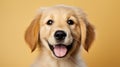 Portrait of dog labrador retriever.AI generated image Royalty Free Stock Photo