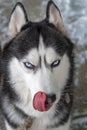 Portrait dog licking his nose with his tongue. Siberian husky with blue eyes licking his lips.