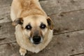 Portrait of dog looking up, ears raised and listening. medium-sized domestic dog sitting on wooden floor. Top View. world animal