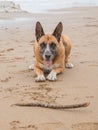 portrait of dog lying on the beach