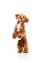 Portrait with dog, Maltipoo breed with brown fur jumping in motion isolated over white studio background. Fluffy paws Royalty Free Stock Photo