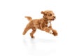 Portrait with dog, Maltipoo breed with brown fur jumping in motion isolated over white studio background. Fluffy paws