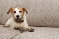 Portrait dog mischief. Dirty Jack russell playing on sofa furniture with muddy paws and guilty expression Royalty Free Stock Photo