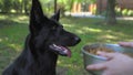 Portrait dog no appetite refusal to eat, turns away plate with dry food, satiety