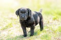 Black labrador on green grass. Portrait of a dog one month old labrador retriever puppy Royalty Free Stock Photo