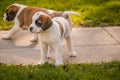 Portrait of a dog. One Saint Bernard puppy walking on meadow. St. Bernard. Alpine Spaniel