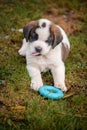 Portrait of a dog. One Saint Bernard puppy playing toy ring on meadow. St. Bernard. Alpine Spaniel Royalty Free Stock Photo