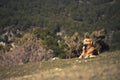 Portrait of a dog in outdoor, golden