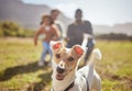 Portrait, dog and outdoor nature with family in forest or park play, fun and freedom in summer. Canine puppy, pet and Royalty Free Stock Photo