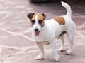 Portrait of a dog on a pavement in a park Royalty Free Stock Photo